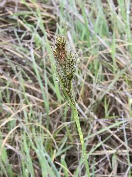 Image of Olney's Hairy Sedge