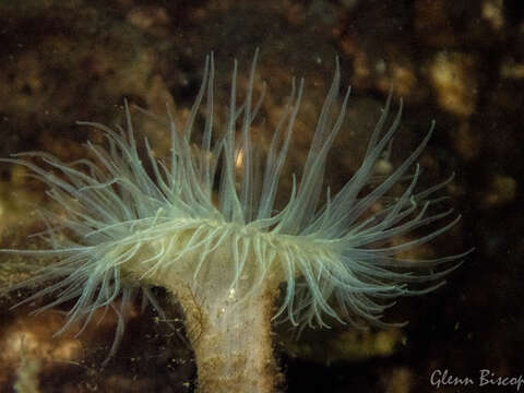 Image of small snakelocks anemone