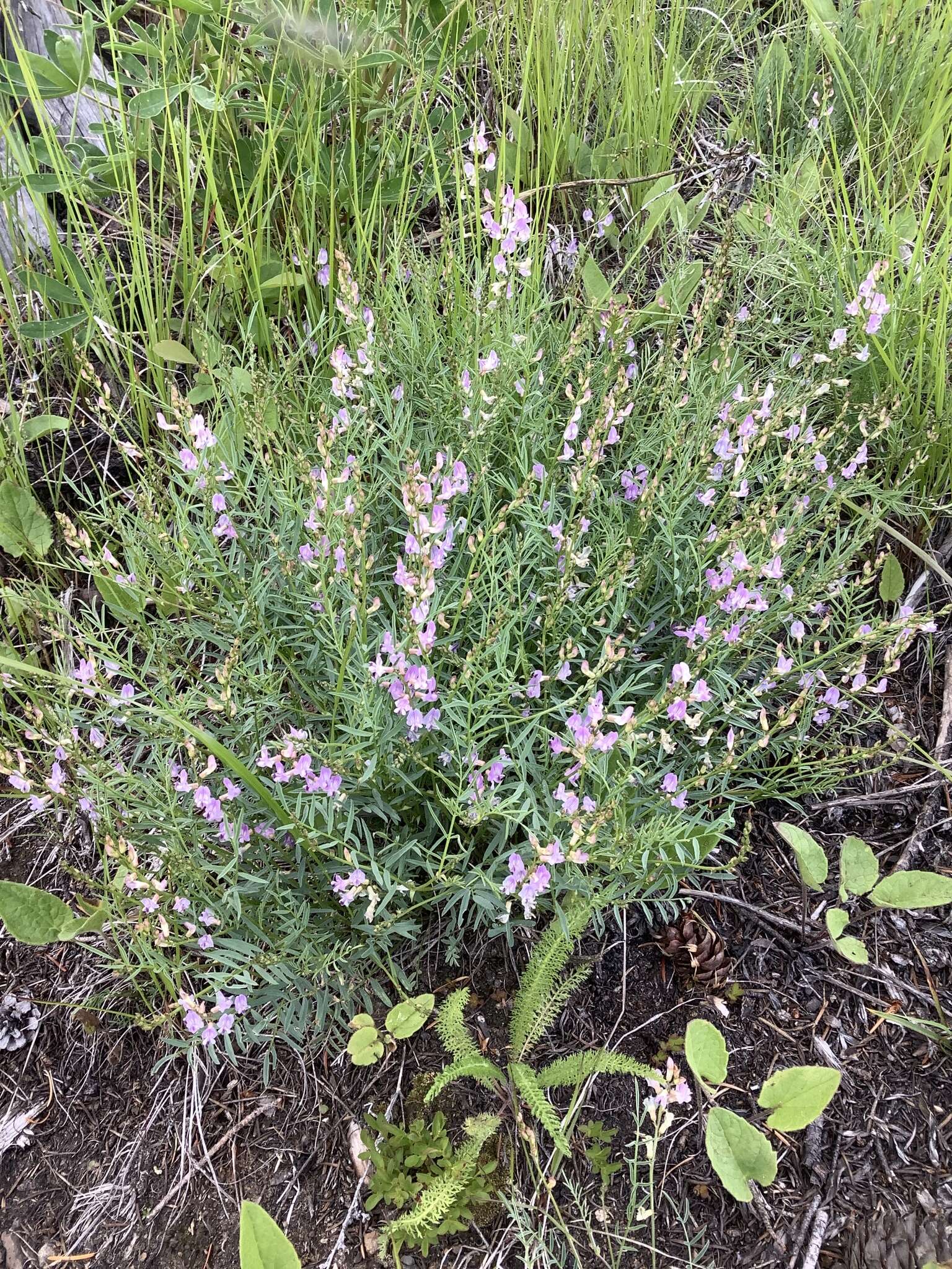 Astragalus miser Dougl. resmi