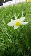 Narcissus incomparabilis Mill. resmi