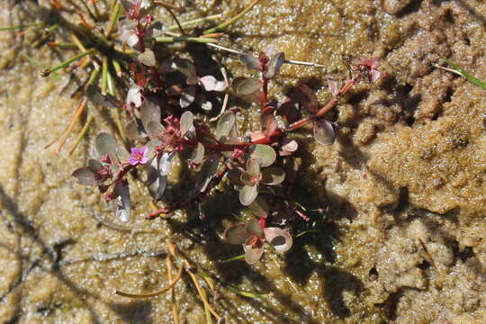 Sivun Ammannia radicans (Guill. & Perr.) S. A. Graham & Gandhi kuva