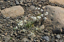 Image of sand-dune rockcress