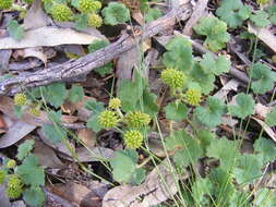 Image of Hydrocotyle laxiflora DC.