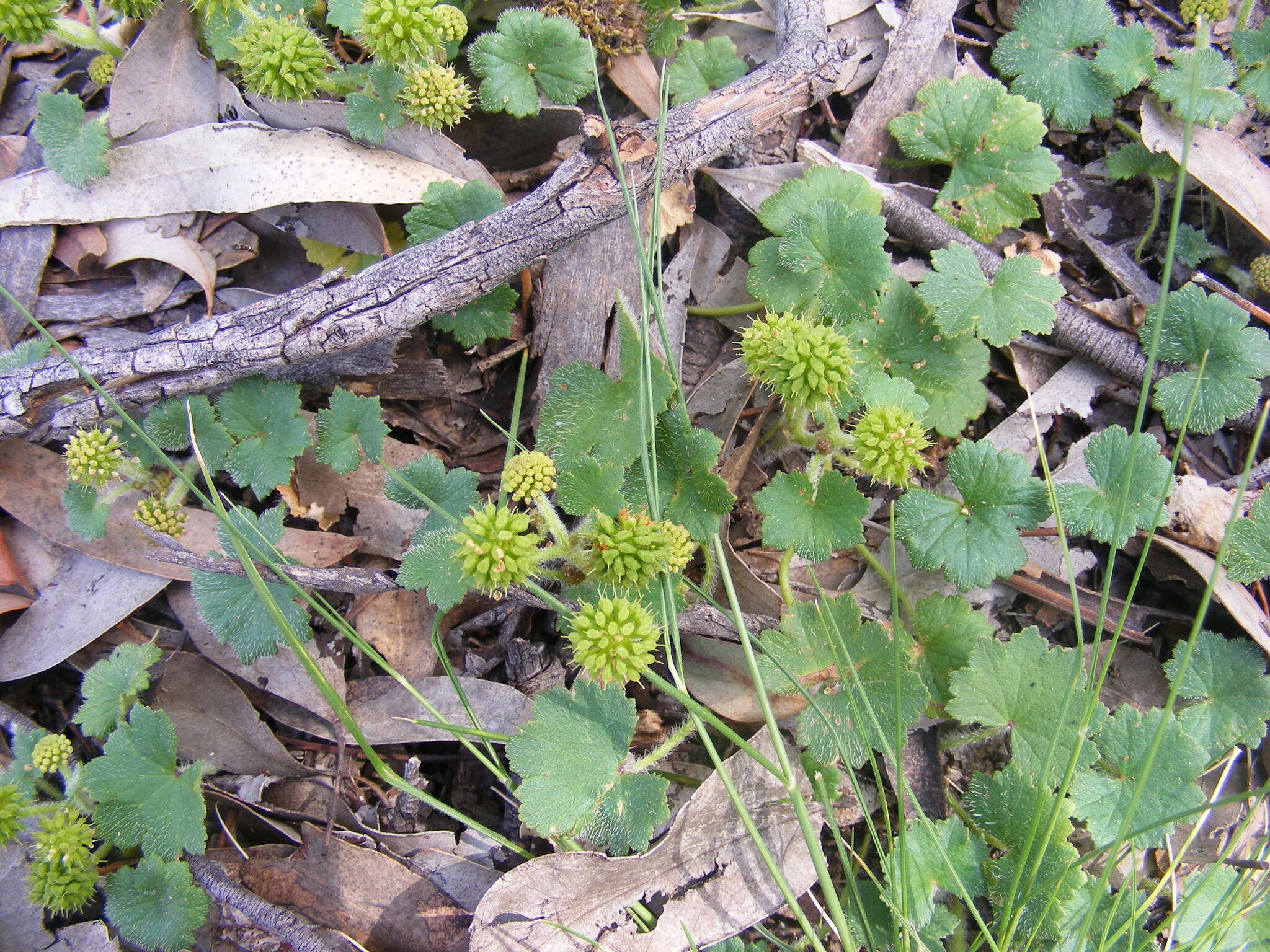 Image de Hydrocotyle laxiflora DC.