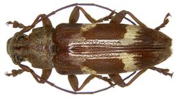 Image of <i>Tmesisternus probiensis</i>