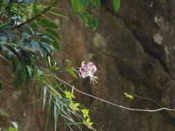 Image of Lilium speciosum Thunb.