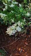 Image of Grevillea pilulifera (Lindl.) Druce