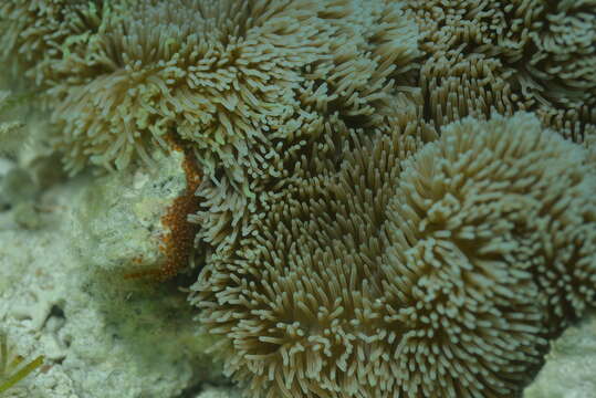 Image of Barrier Reef Anemonefish