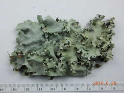 Image of Powder-edged ruffle lichen