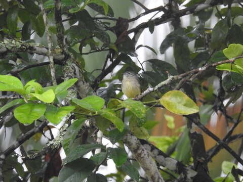 Image of Sooty-headed Tyrannulet