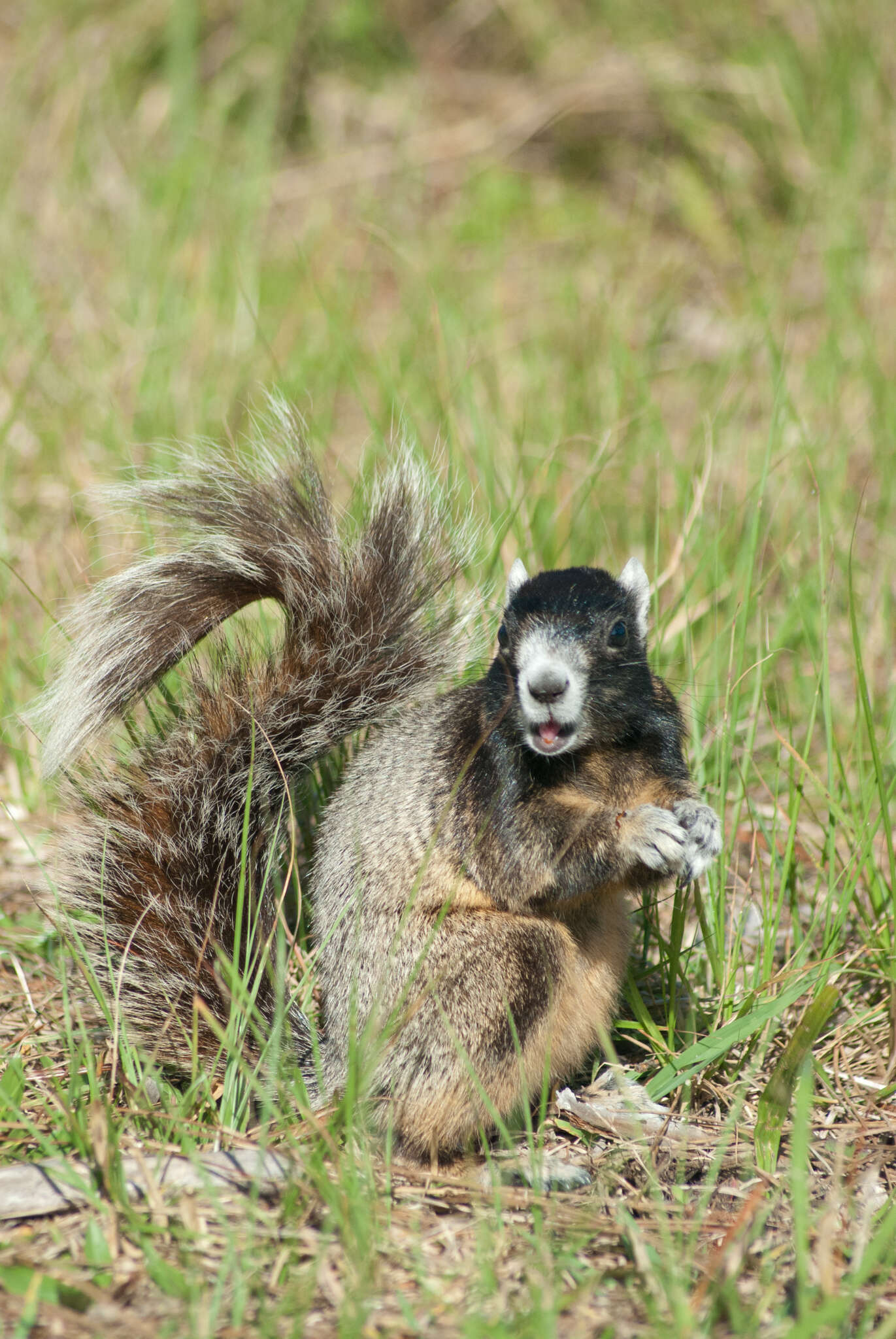 صورة Sciurus niger avicennia A. H. Howell 1919