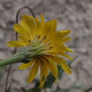 Image of Leontodon hyoseroides subsp. pseudocrispus (Bisch.) Greuter