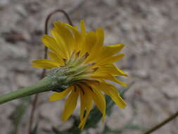 Image de Leontodon hyoseroides subsp. pseudocrispus (Bisch.) Greuter