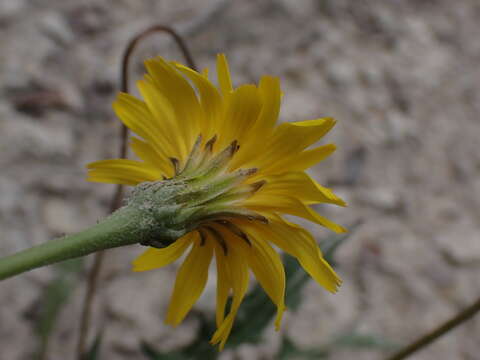 Image of Leontodon hyoseroides Welw. ex Rchb.