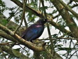 Image of Rueppell's Glossy-Starling