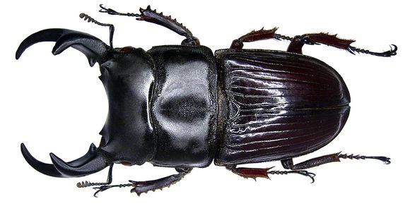 Image of <i>Aegus parallelus</i> (Hope 1845)