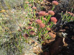 Image of Pretty Blombush