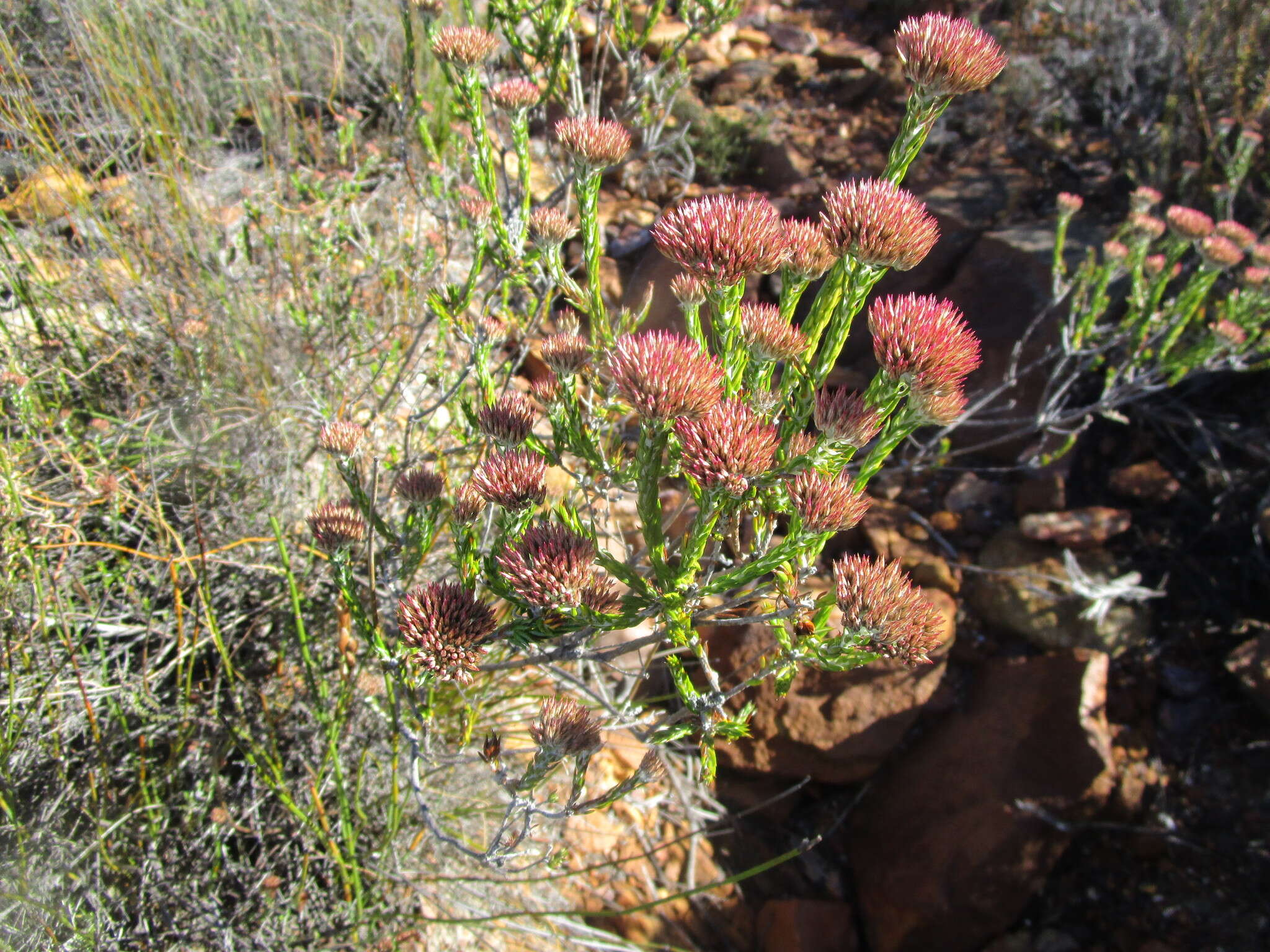 Image of Pretty Blombush