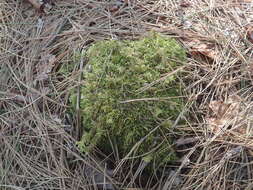 Image of ptilium moss