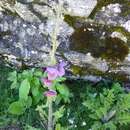 Imagem de Meconopsis pinnatifolia C. Y. Wu & X. Zhuang