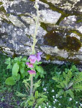 Image of Meconopsis pinnatifolia C. Y. Wu & X. Zhuang