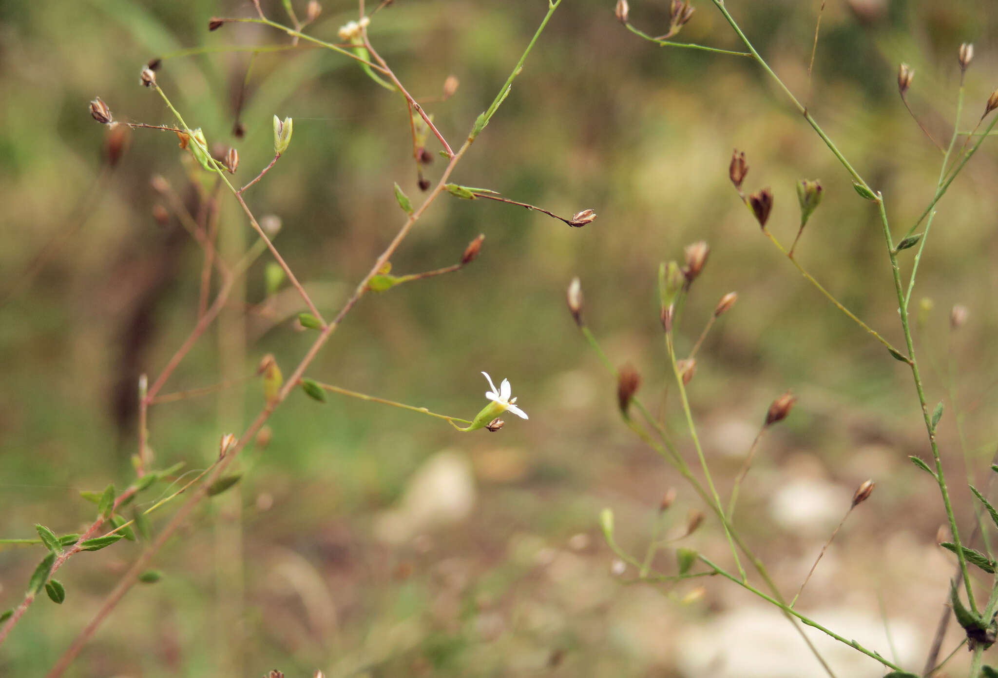 Image of spreading leastdaisy