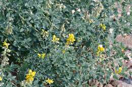 Image de Crotalaria argyraea Baker