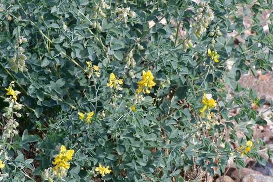 Crotalaria argyraea Baker resmi