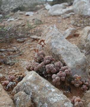 Image of Crassula elegans subsp. elegans