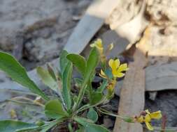 Image of Goodenia fascicularis F. Müll. & Tate.