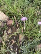 Image of Dianthus zeyheri Sond.