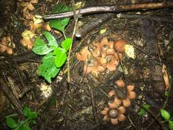 Image of Sessile Earthstar