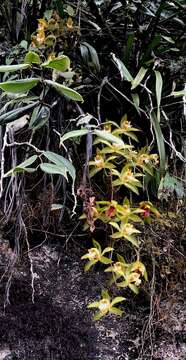 Image of Cymbidium hookerianum Rchb. fil.