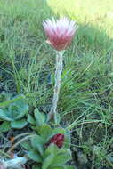 Image of Helichrysum ecklonis Sond.