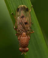 Image of Suillia variegata (Loew 1862)