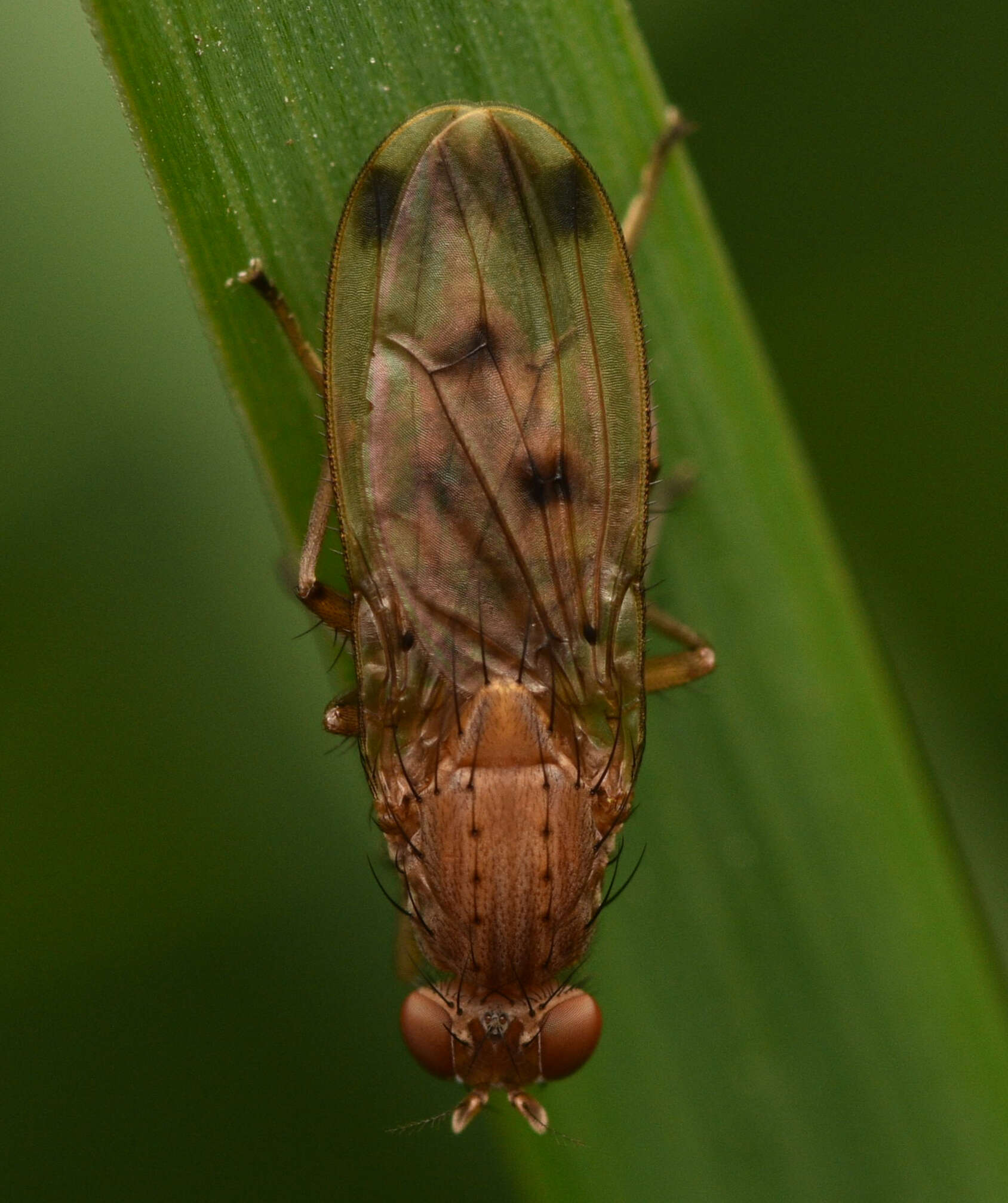 Image of Suillia variegata (Loew 1862)