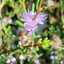 صورة Hypocalymma asperum Schauer