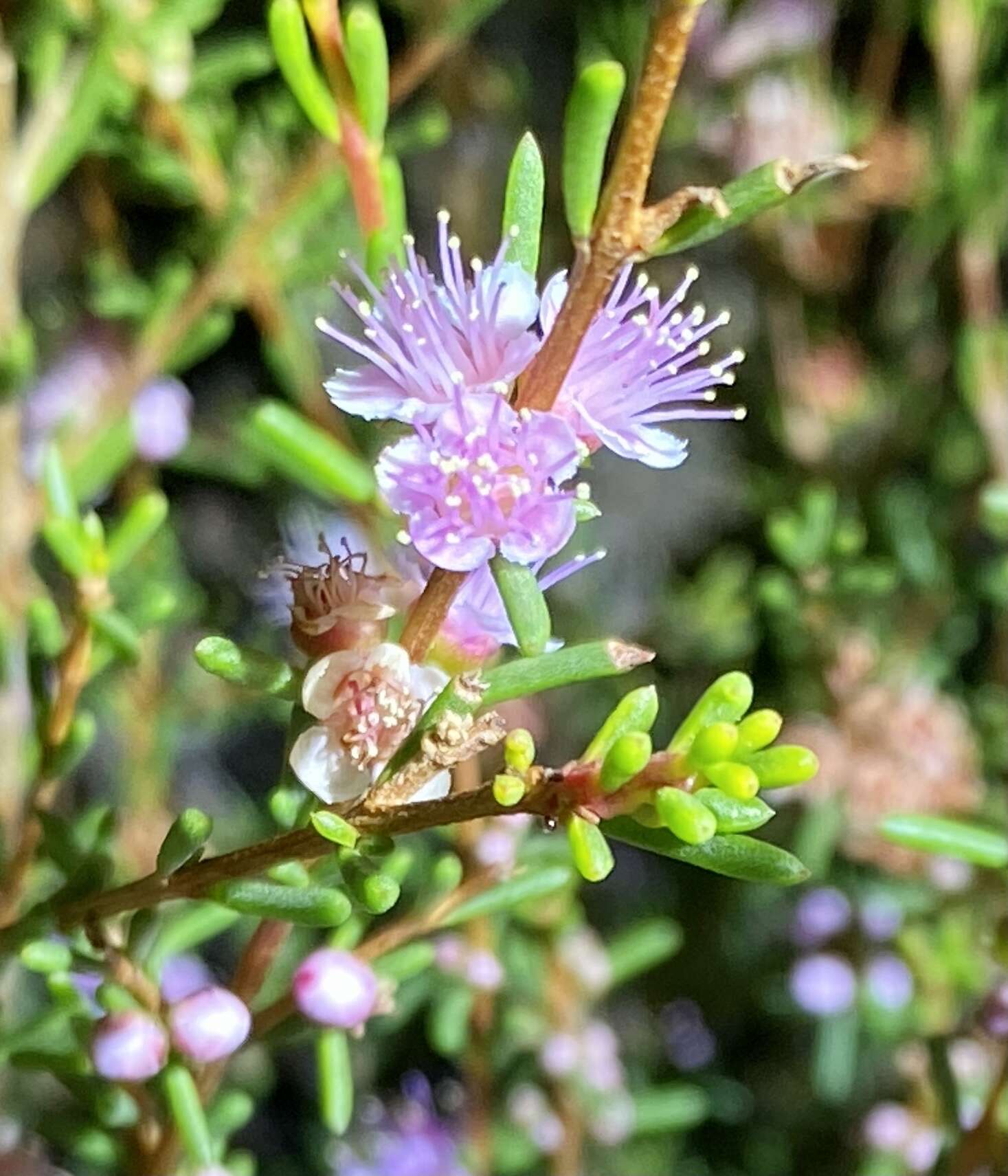 Hypocalymma asperum Schauer resmi