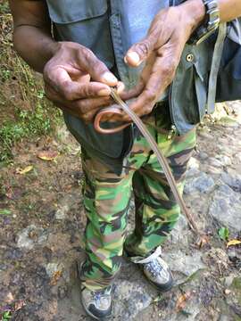 صورة Liopholidophis Mocquard 1904