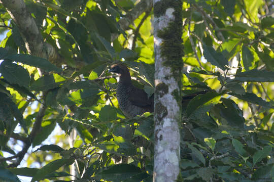 Image of Scaled Chachalaca