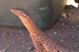 Image of Varanus panoptes rubidus Storr 1980