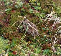 Gallinago magellanica resmi