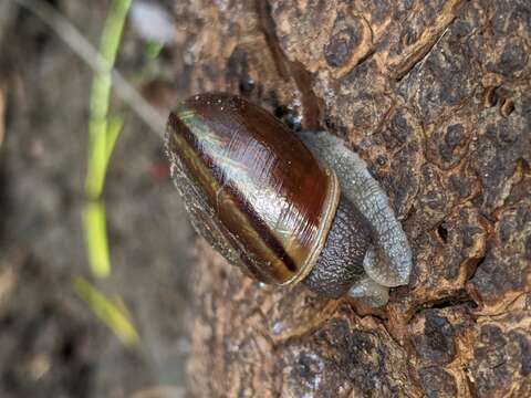 Image of <i>Helminthoglypta umbilicata</i>