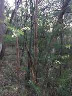 Imagem de Acacia linifolia (Vent.) Willd.