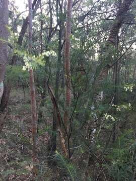 Imagem de Acacia linifolia (Vent.) Willd.