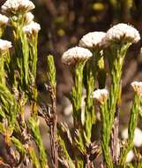 Image of Metalasia erectifolia Pillans