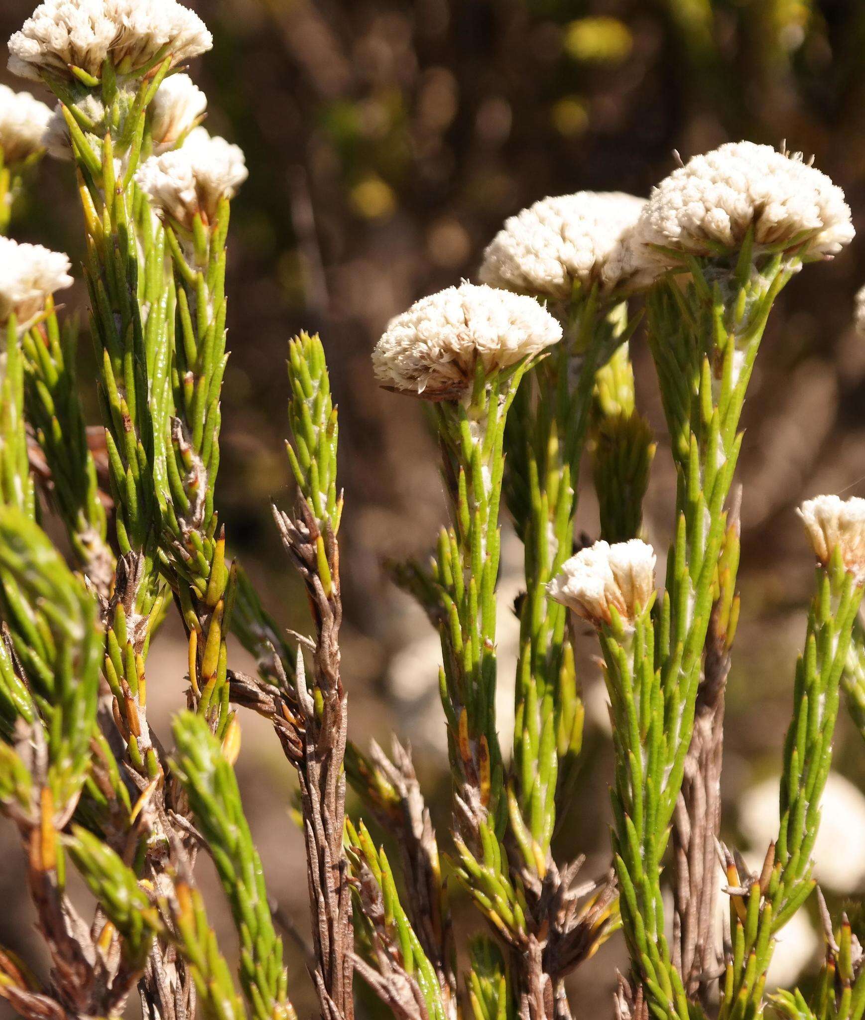 Image of Metalasia erectifolia Pillans