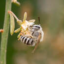 Imagem de Colletes moricei Saunders 1904