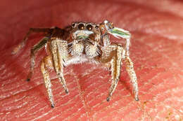 Image of Habronattus festus (Peckham & Peckham 1901)