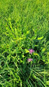 Image of Centaurea oxylepis (Wimm. & Grab.) Hayek